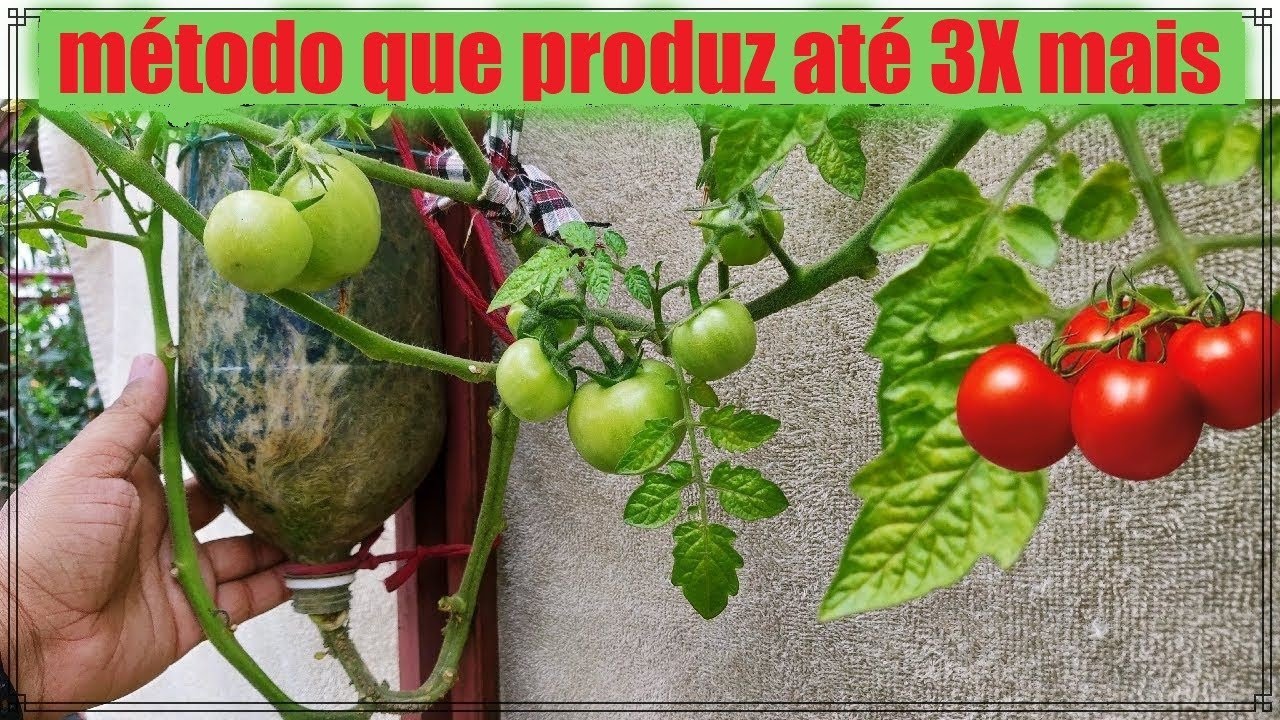 Cómo cultivar tomates en una botella de pet