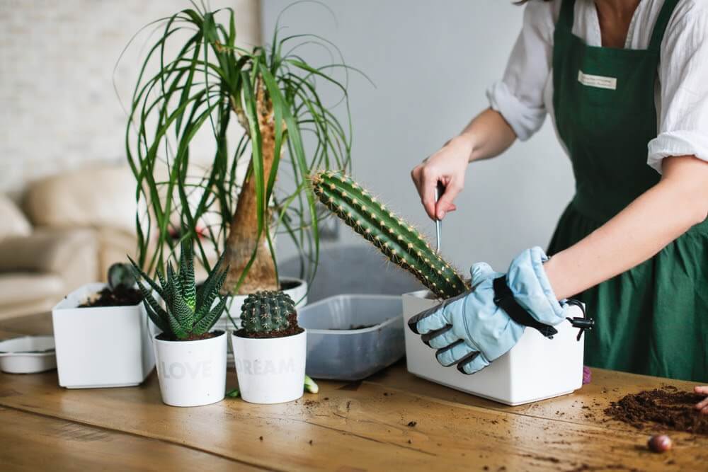 Aprenda a plantar y cultivar cactus