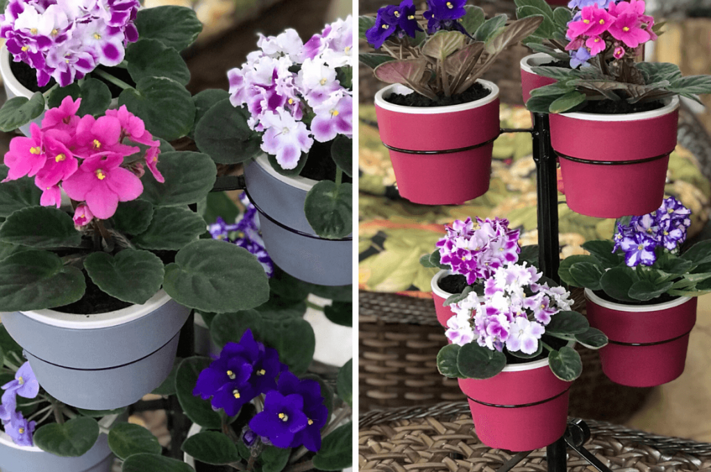 Cómo cultivar violetas