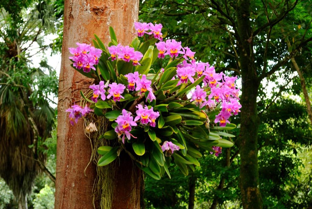 Información sobre orquídeas para principiantes