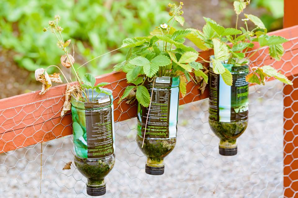 Un manual enseña a hacer jardines verticales con su propio sistema de riego