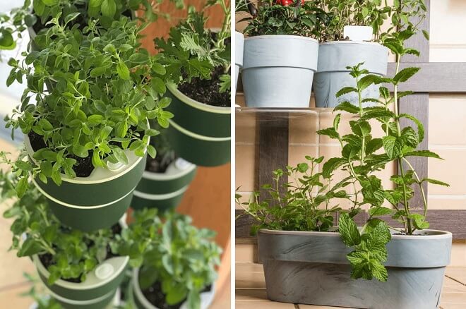 Cara membuat kebun sayur di apartemen: panduan lengkap
