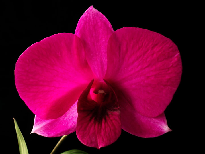 El mito de la orquídea Denphal, un cruce entre DendrobiumxPhalaenopsis